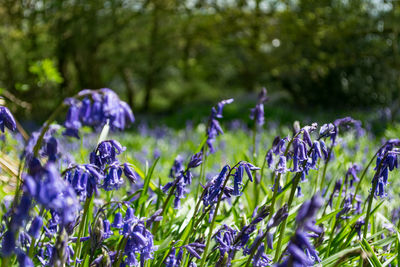 Close-up of purple flowers