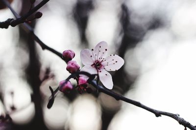 Close-up of flowers on branch