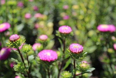 Close-up of pink flowering plants