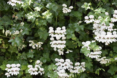 High angle view of white flowering plants