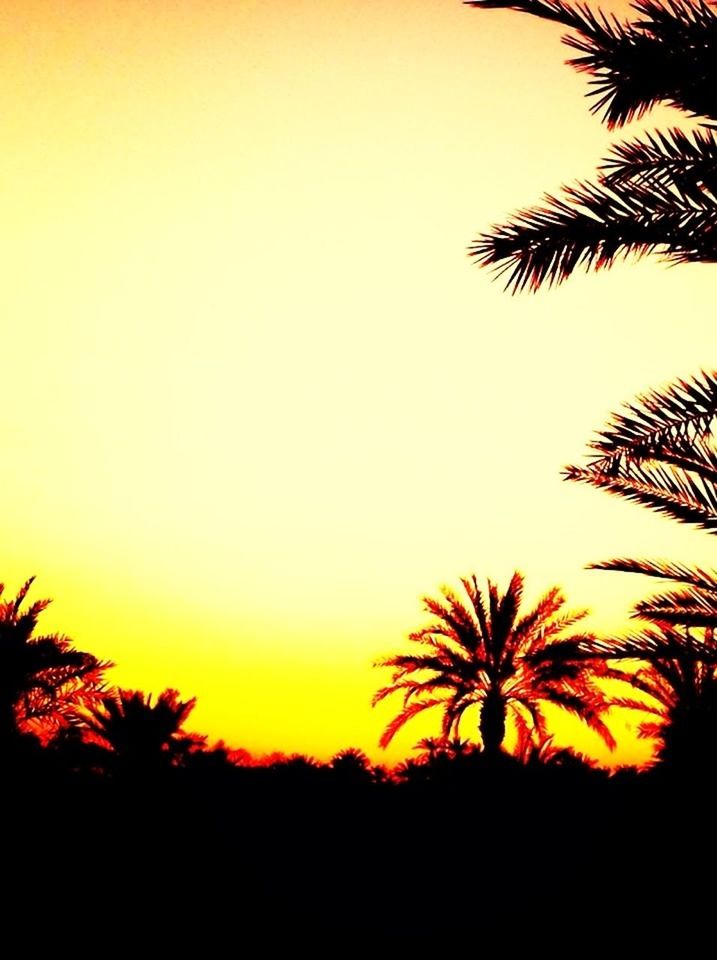 sunset, silhouette, palm tree, clear sky, copy space, tree, tranquility, beauty in nature, tranquil scene, scenics, orange color, nature, growth, idyllic, sky, sun, outline, outdoors, no people, dusk