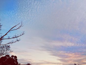 Low angle view of trees against cloudy sky