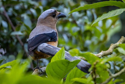 Low angle view of bird perching on tree