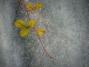 High angle view of yellow flowers on autumn leaves