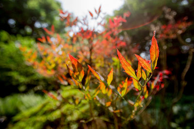 Close-up of red flowering plant during autumn