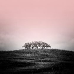 Trees on field against sky