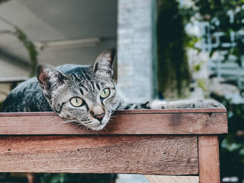 Close-up portrait of a cat
