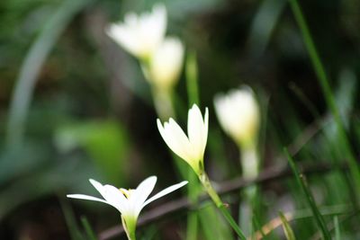 Close-up of white flowers