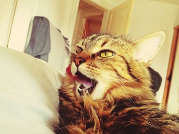 Close-up portrait of a cat