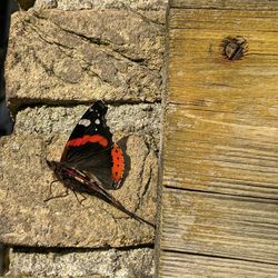 Close-up of butterfly perching on wood