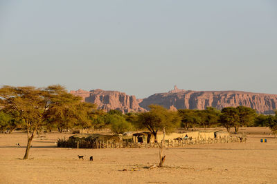 Flock of birds in a desert