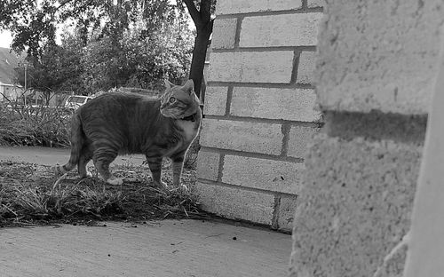 Portrait of a cat standing against wall