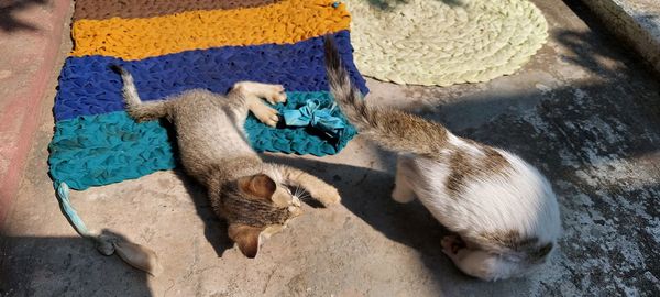 Kitten doing a somersault while playing