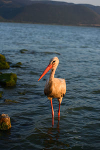 Bird in a sea