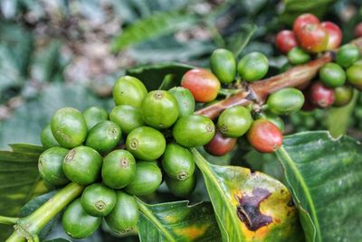 Close-up of coffee beans 
