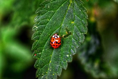 Close-up of ladybug on leaf