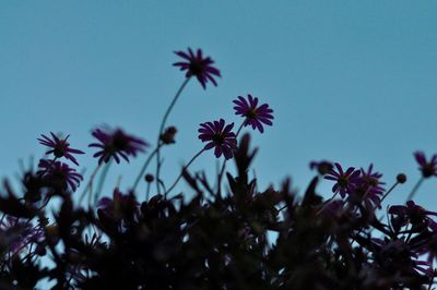 Low angle view of flowering plants against blue sky