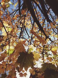 Low angle view of tree