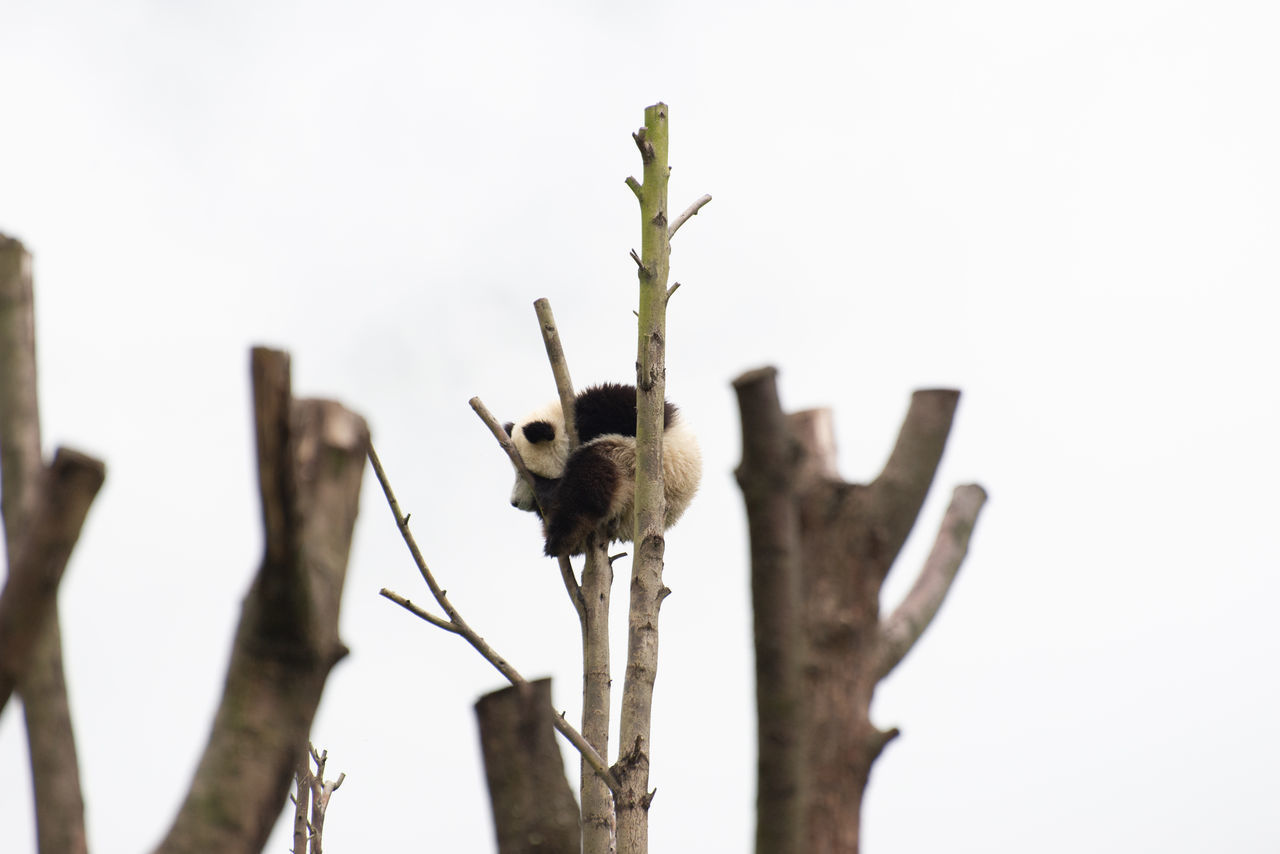 LOW ANGLE VIEW OF A BIRD ON BRANCH AGAINST SKY