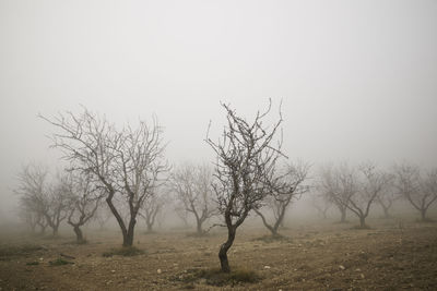 Fruit trees between the fog, zaragoza province in spain.