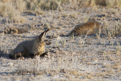 Bat-eared fox sitting on field