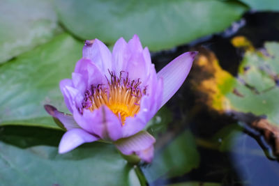 Close-up of purple lotus water lily in pond