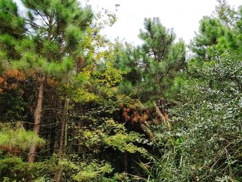 Plants and trees in forest