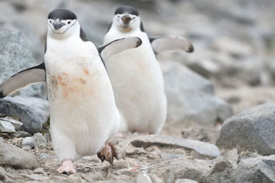 Close-up of penguins on rocks