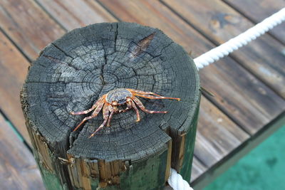 High angle view of dead crab on wooden post