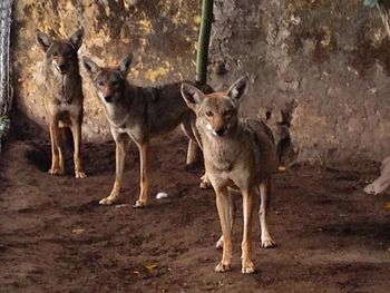 Horses standing on field