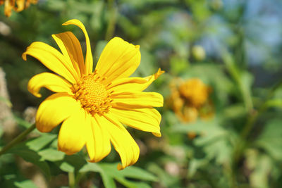 Close-up of yellow flowering plant