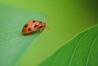 Close-up of ladybug on leaf