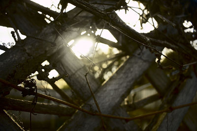 Low angle view of tree branches