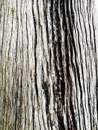 Full frame shot of tree trunk