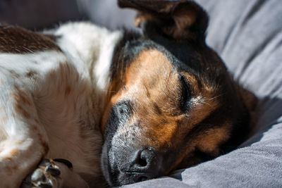 Close-up of dog sleeping on bed