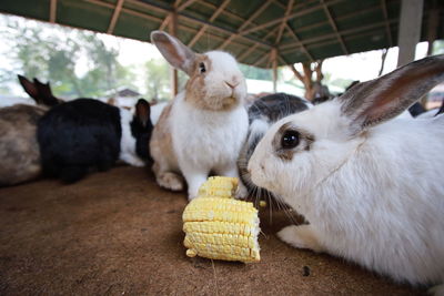 Close-up of sheep eating food