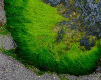 Close-up of green tree