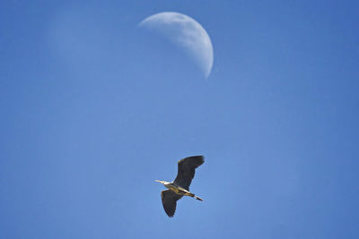 Low angle view of seagull flying in sky