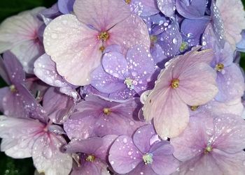 Close-up of wet hydrangea flowers blooming outdoors