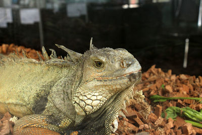 Close-up of a turtle