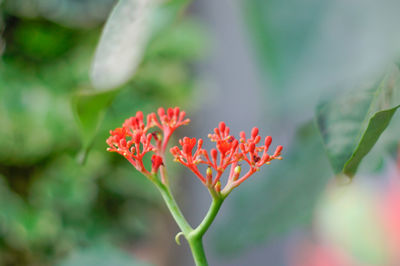 Close-up of red flowering plant