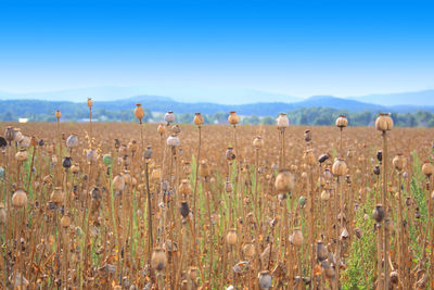 Scenic view of field against blue sky