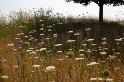 Close-up of plants growing on field against sky