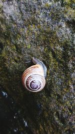 Close-up of shells