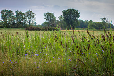 Scenic view of wheat field against sky