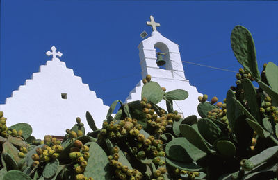 Low angle view of cactus and building against clear sky