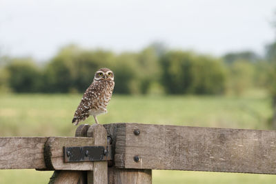 Bird perching on wooden post