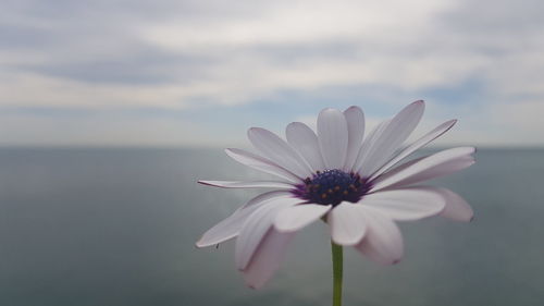 Close-up of white flower