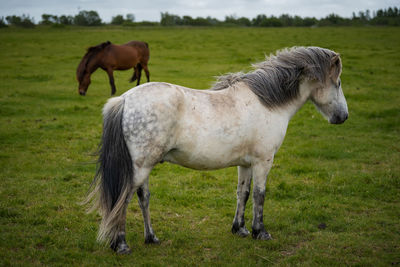 Horses on field