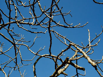 Low angle view of bare tree against clear blue sky